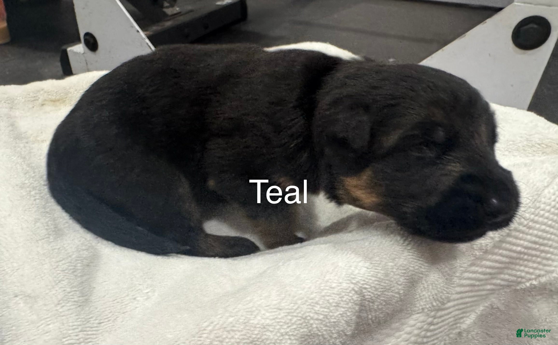 German Shepherd dogs Teal - Ad 1