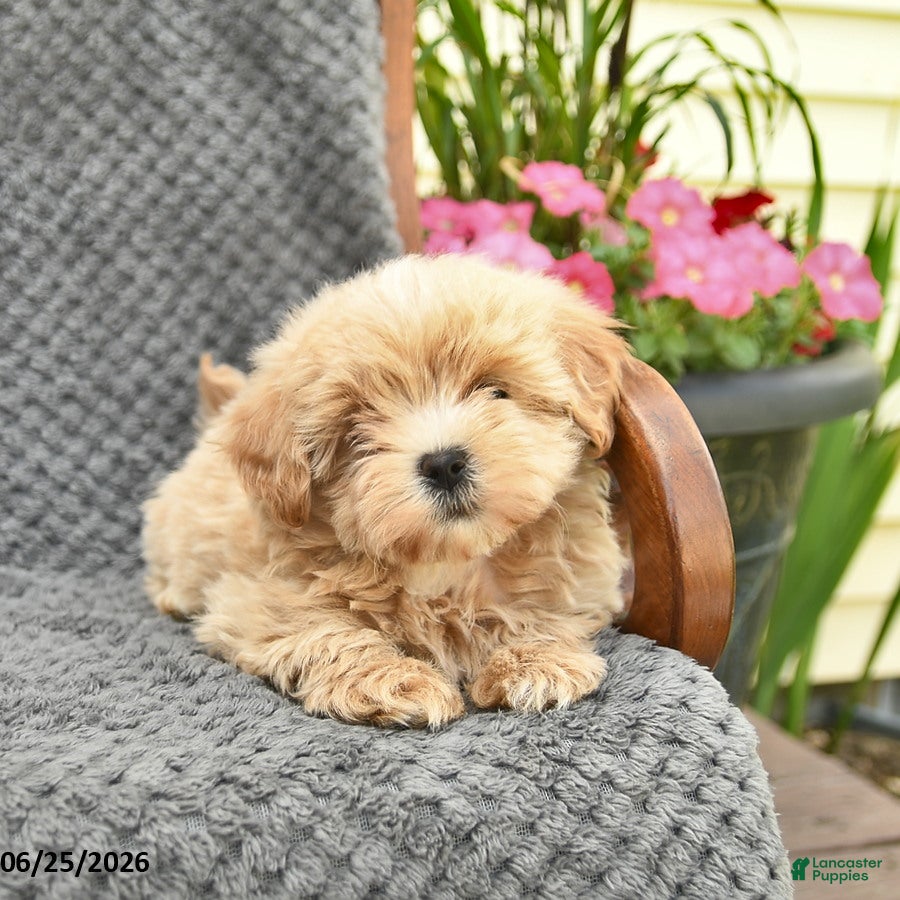 Maltipoo dogs Feather  - Ad 2