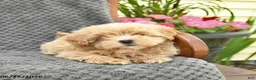 Maltipoo dogs for sale: Feather  - Ad 2