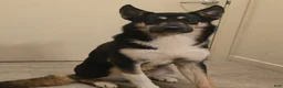 Mixed Breed dogs for sale: Atlas - Ad 3