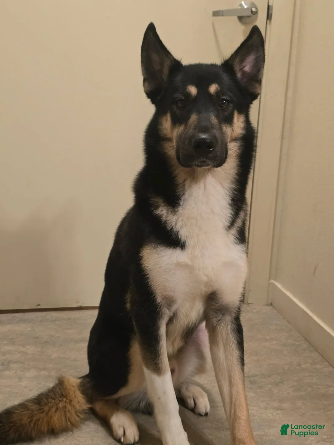 Mixed Breed dogs for sale: Atlas - Ad 3