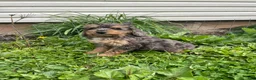 Cockapoo dogs for sale: Cockapoo Puppy 2 - Ad 6