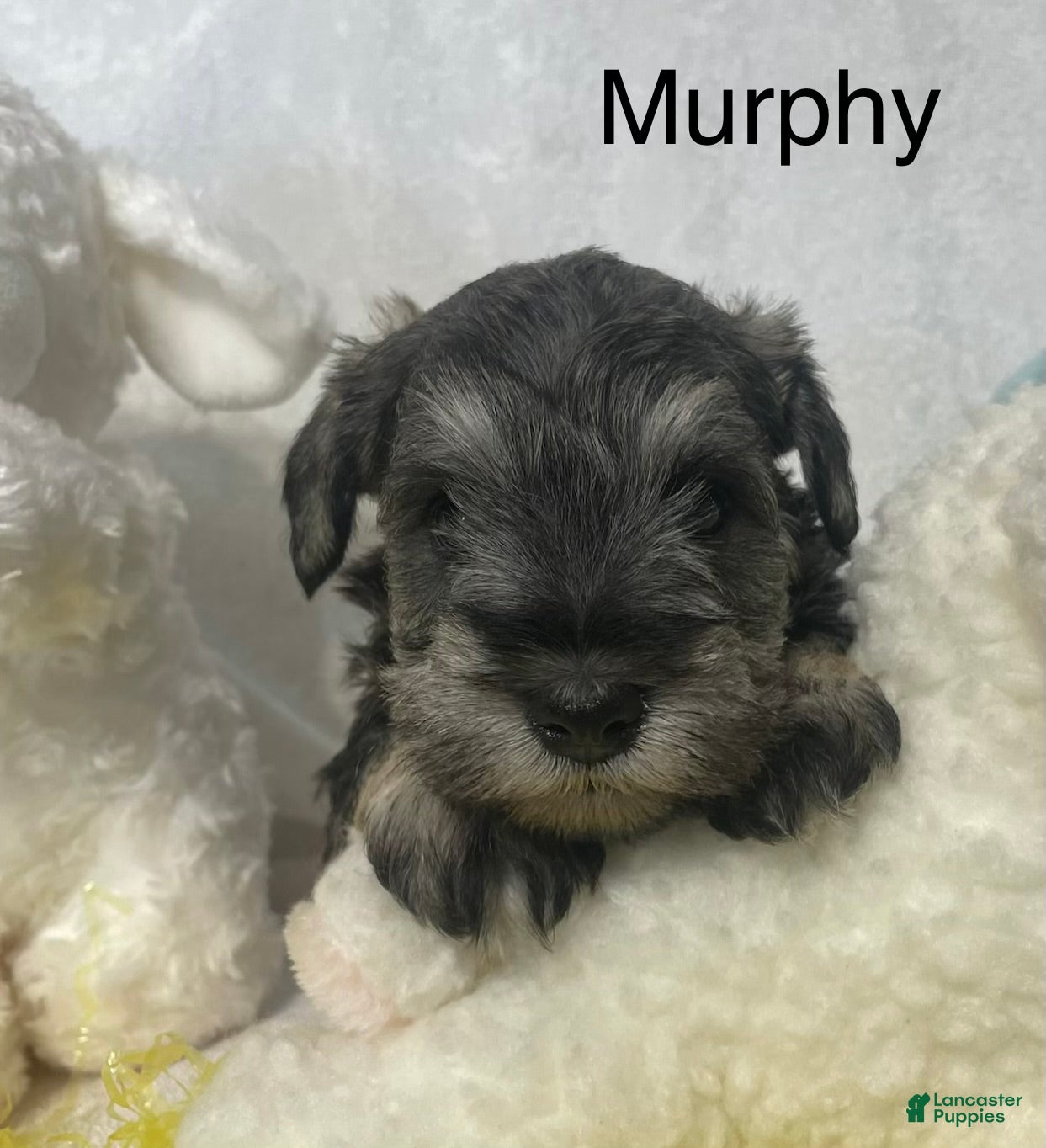 Miniature Schnauzer dogs Miniature Schnauzer Puppy 3 Murphy - Ad 1