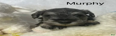 Miniature Schnauzer Puppy 3 Murphy
