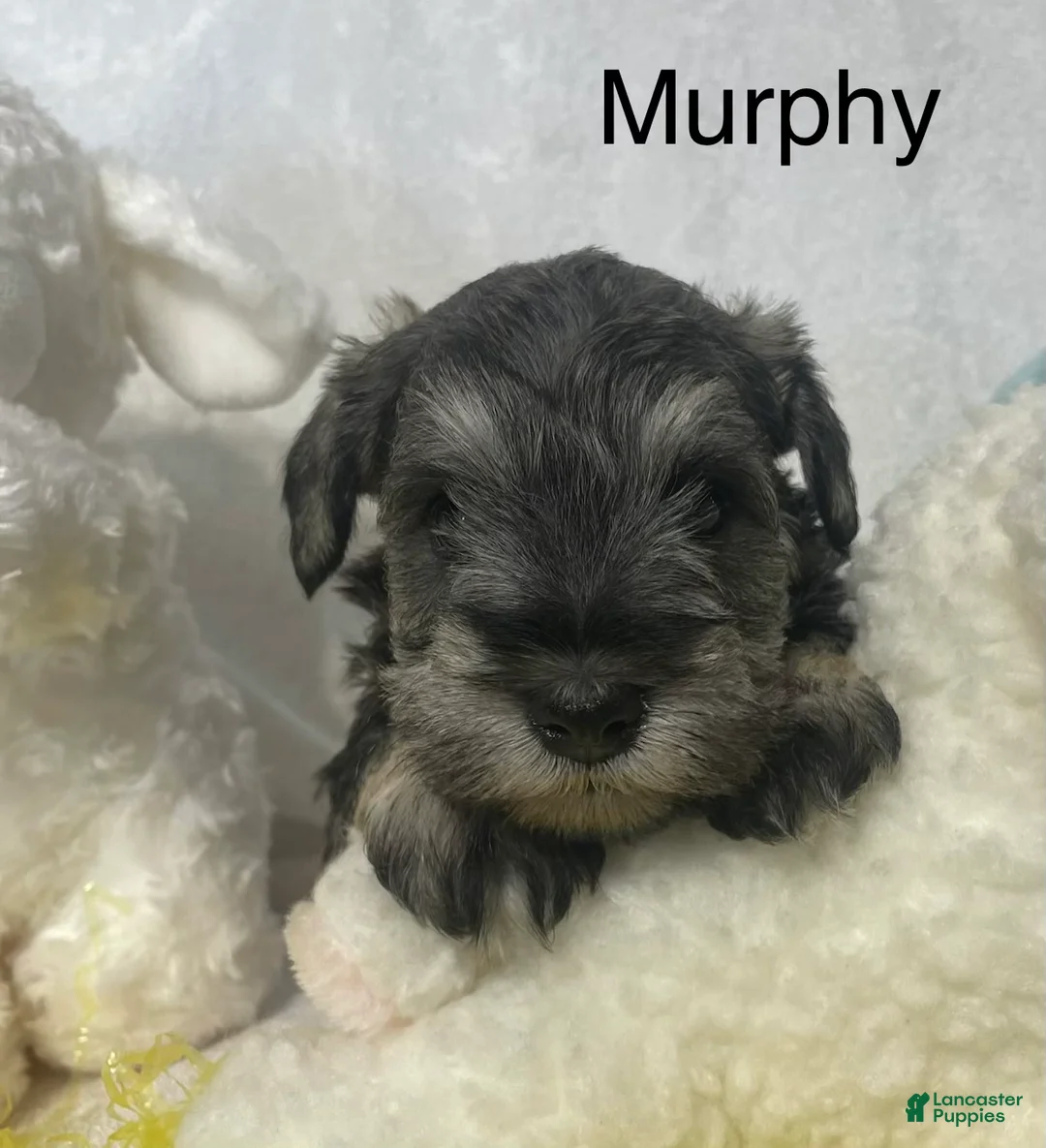 Miniature Schnauzer dogs for sale: Miniature Schnauzer Puppy 3 Murphy - Ad 1