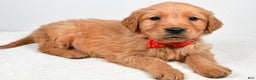 Golden Retriever dogs for sale: Kenny - Ad 2