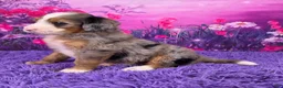 Mini Bernedoodle dogs for sale: Nellie - Ad 3