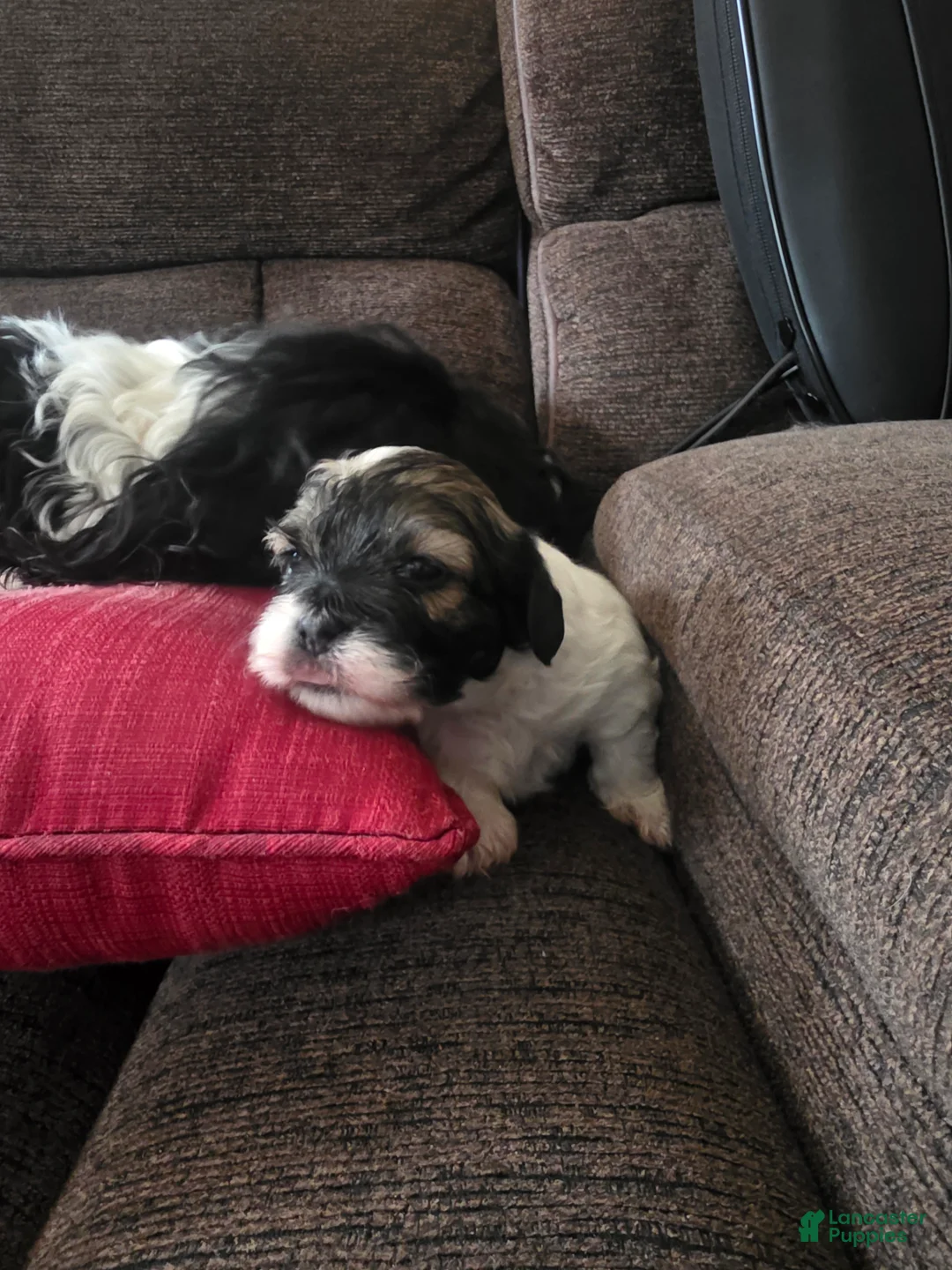 Teddy Bear dogs for sale: Teddy Bear Puppy 4 Matilda (Tilly) - Ad 1