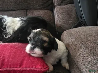 Teddy Bear dogs Teddy Bear Puppy 4 Matilda (Tilly) - Ad 27