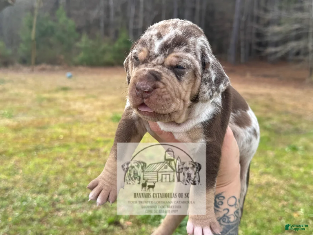 Catahoula Leopard Dog dogs for sale: Girl 1 - Ad 1
