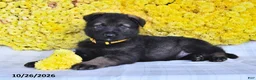 German Shepherd dogs for sale: Oasis - Ad 2