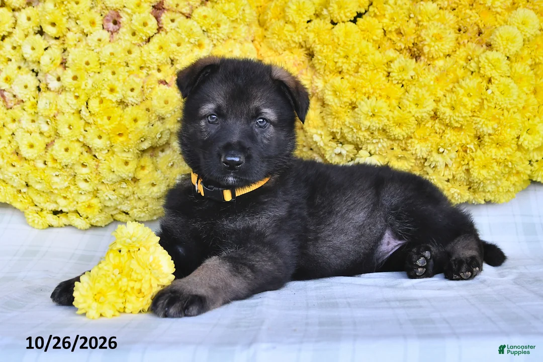 German Shepherd dogs for sale: Oasis - Ad 2