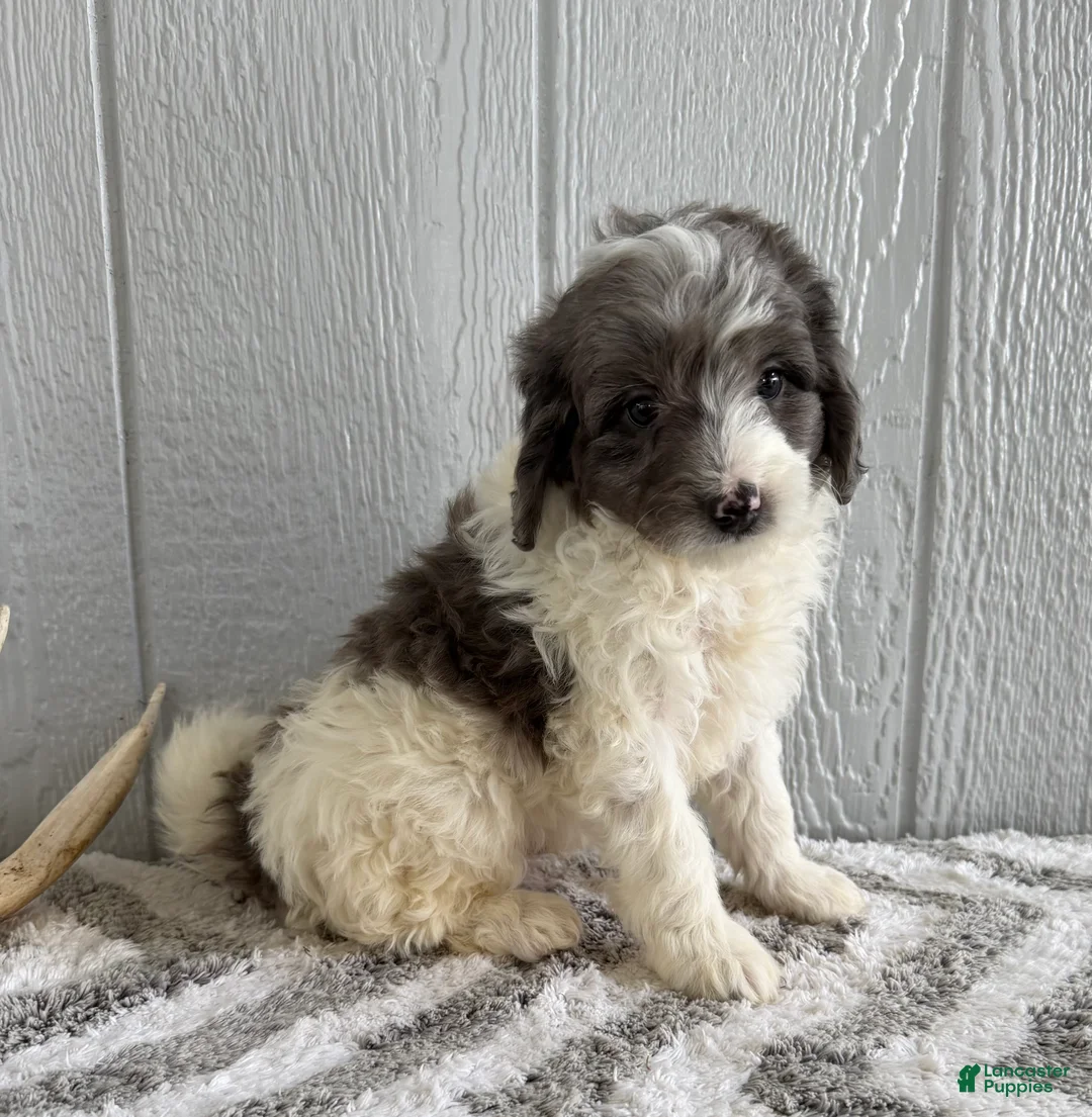 Mini Bernedoodle dogs for sale: Scout - Ad 2