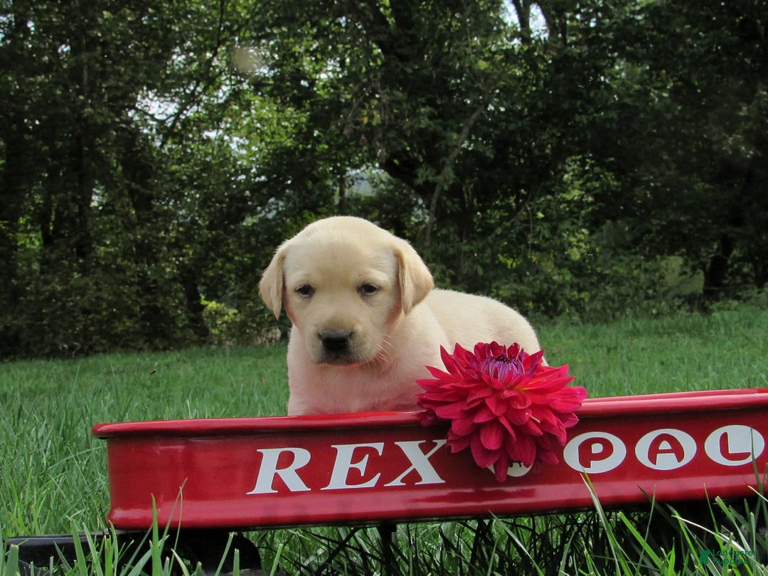 Labrador Retriever Puppies for sale in Maryland Lancaster Puppies