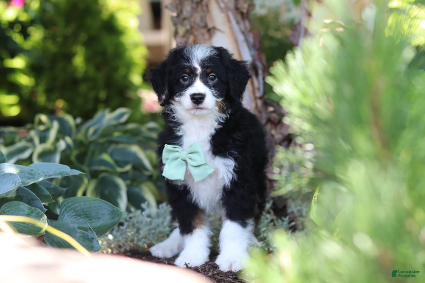 Mini Bernedoodle dogs Archie - Ad 1