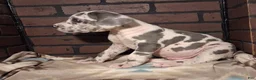 Great Dane dogs for sale: Micah - Ad 3
