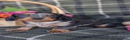 Dachshund dogs for sale: Tessa  - Ad 3