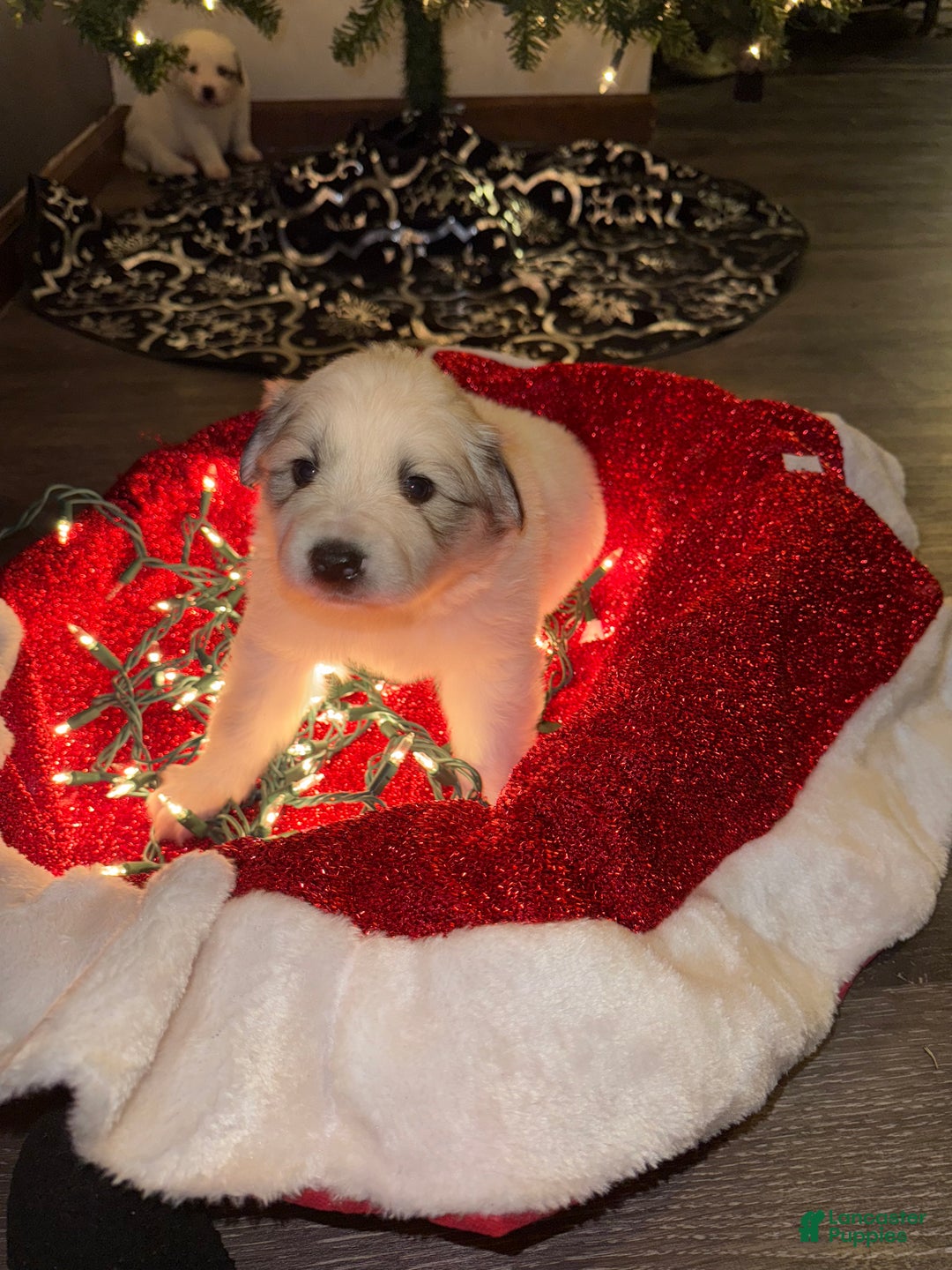 Great Pyrenees dogs for sale: Hazel- red  - Ad 1