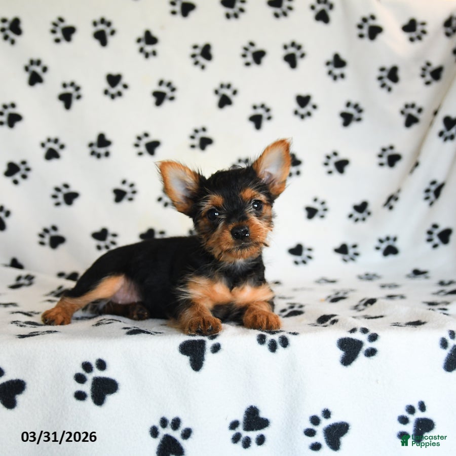 Yorkshire Terrier dogs Pixie - Ad 2