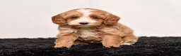Mini Goldendoodle dogs for sale: Ms. Amber - Ad 8