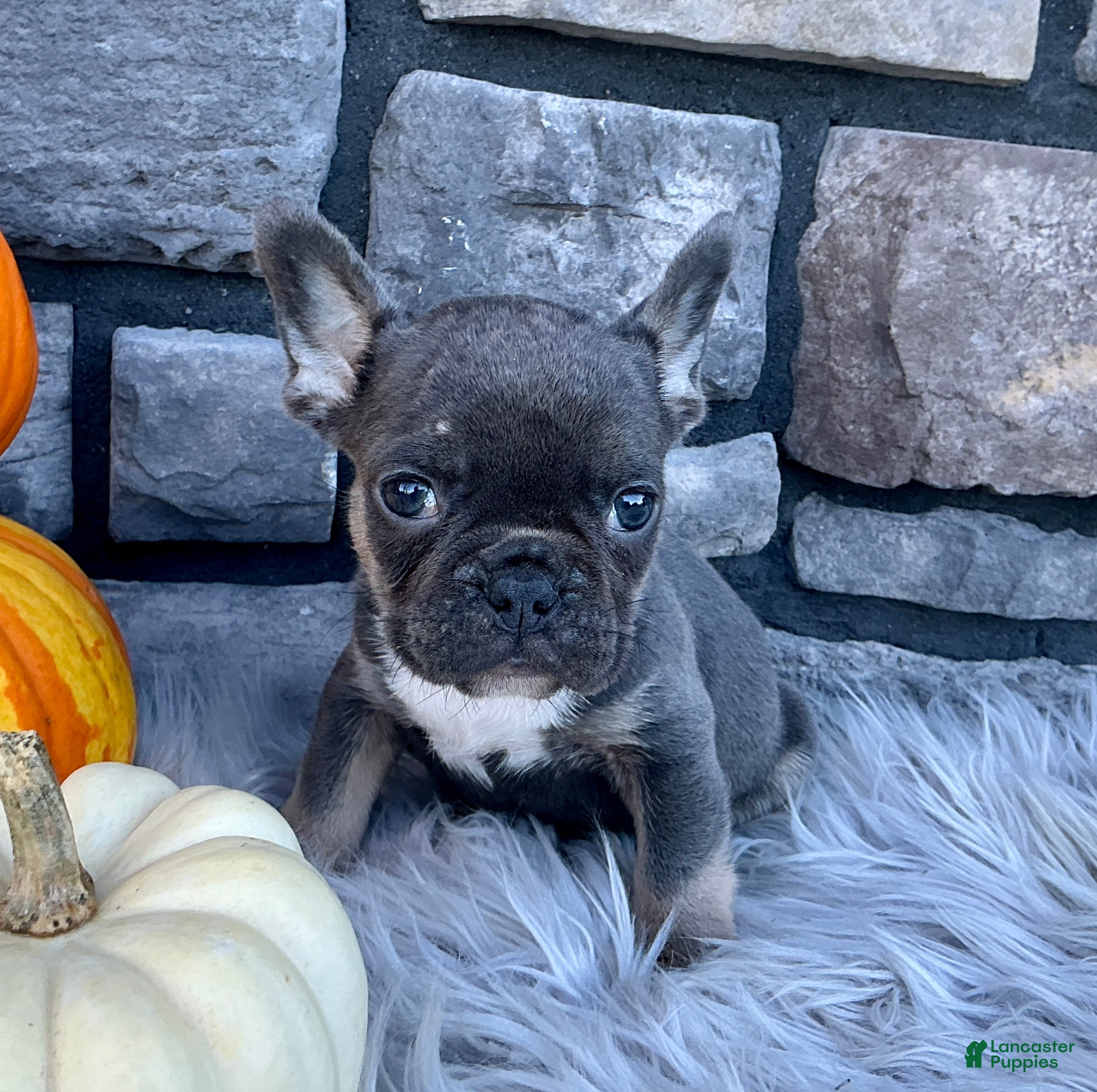 French Bulldog dogs for sale: Milo - Ad 2