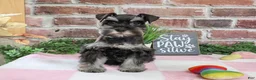 Miniature Schnauzer dogs for sale: Trina - Ad 2