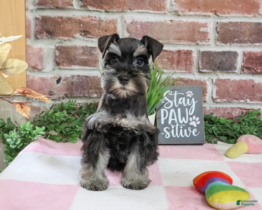 Miniature Schnauzer dogs for sale: Trina - Ad 2
