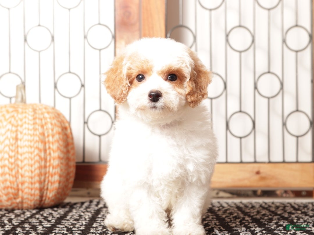 Toy Poodle dogs for sale: Olly - ACA Male Toy Poodle - Ad 3