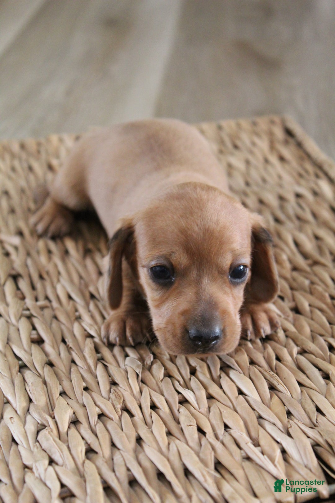 Miniature Dachshund dogs for sale: Cooper - Ad 3
