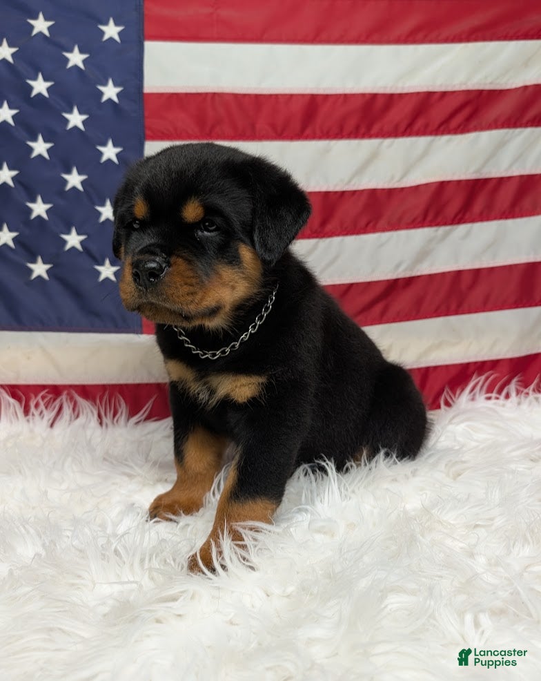 Rottweiler dogs Rocky - Ad 1