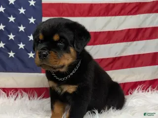 Rottweiler dogs Rocky - Ad 1