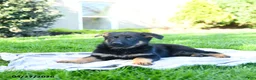 German Shepherd dogs for sale: Lemon - Ad 2