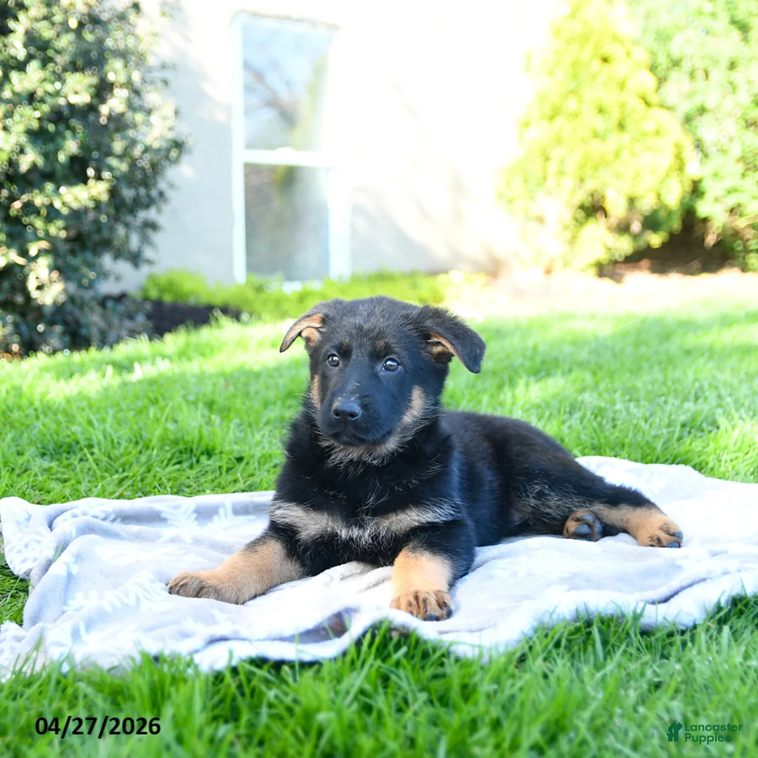 German Shepherd dogs for sale: Lemon - Ad 2