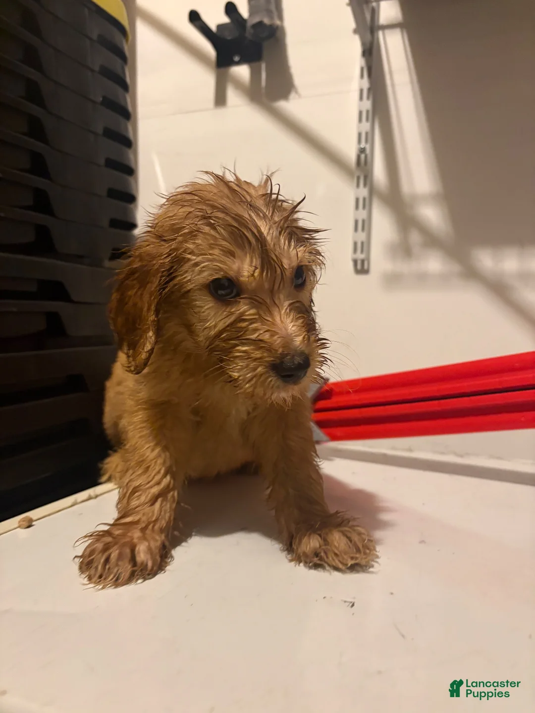 Goldendoodle dogs for sale: Goldendoodle 4 - Ad 2