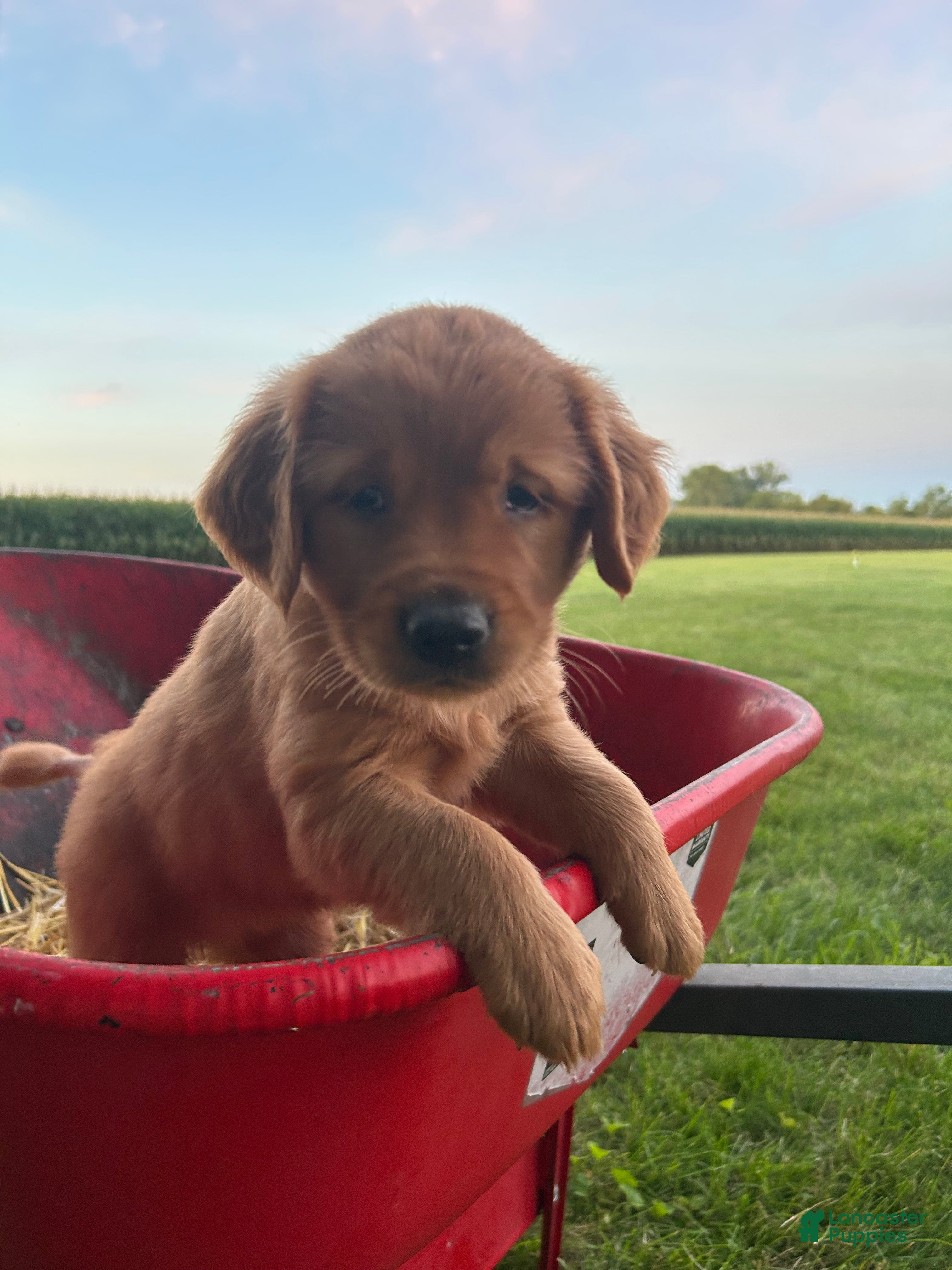 Golden Retriever dogs Sasha - Ad 1