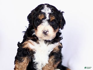 Mini Bernedoodle dogs Gus - Ad 15