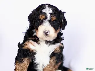 Mini Bernedoodle dogs Gus - Ad 29