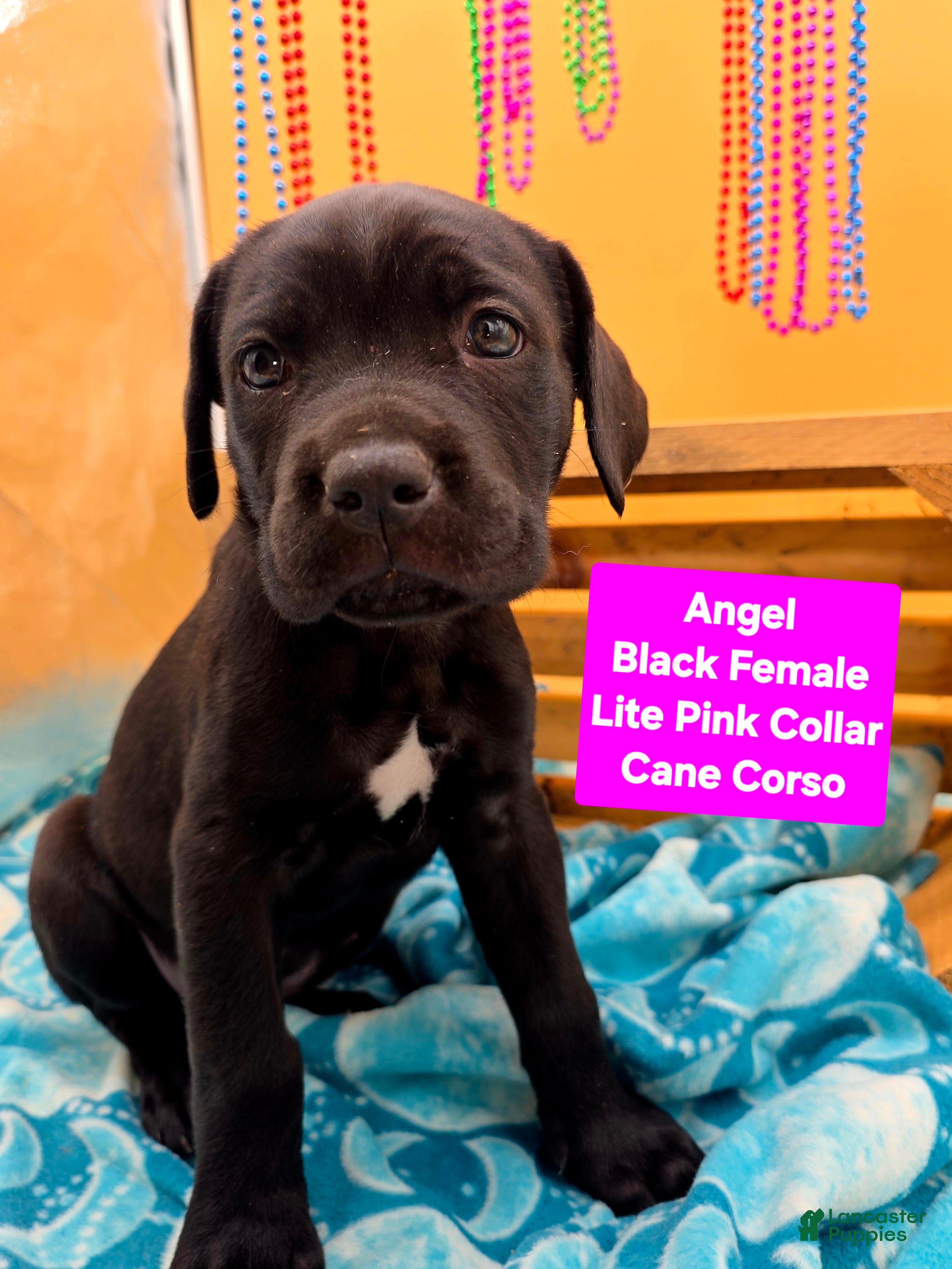 Cane Corso dogs Angel  - Ad 1