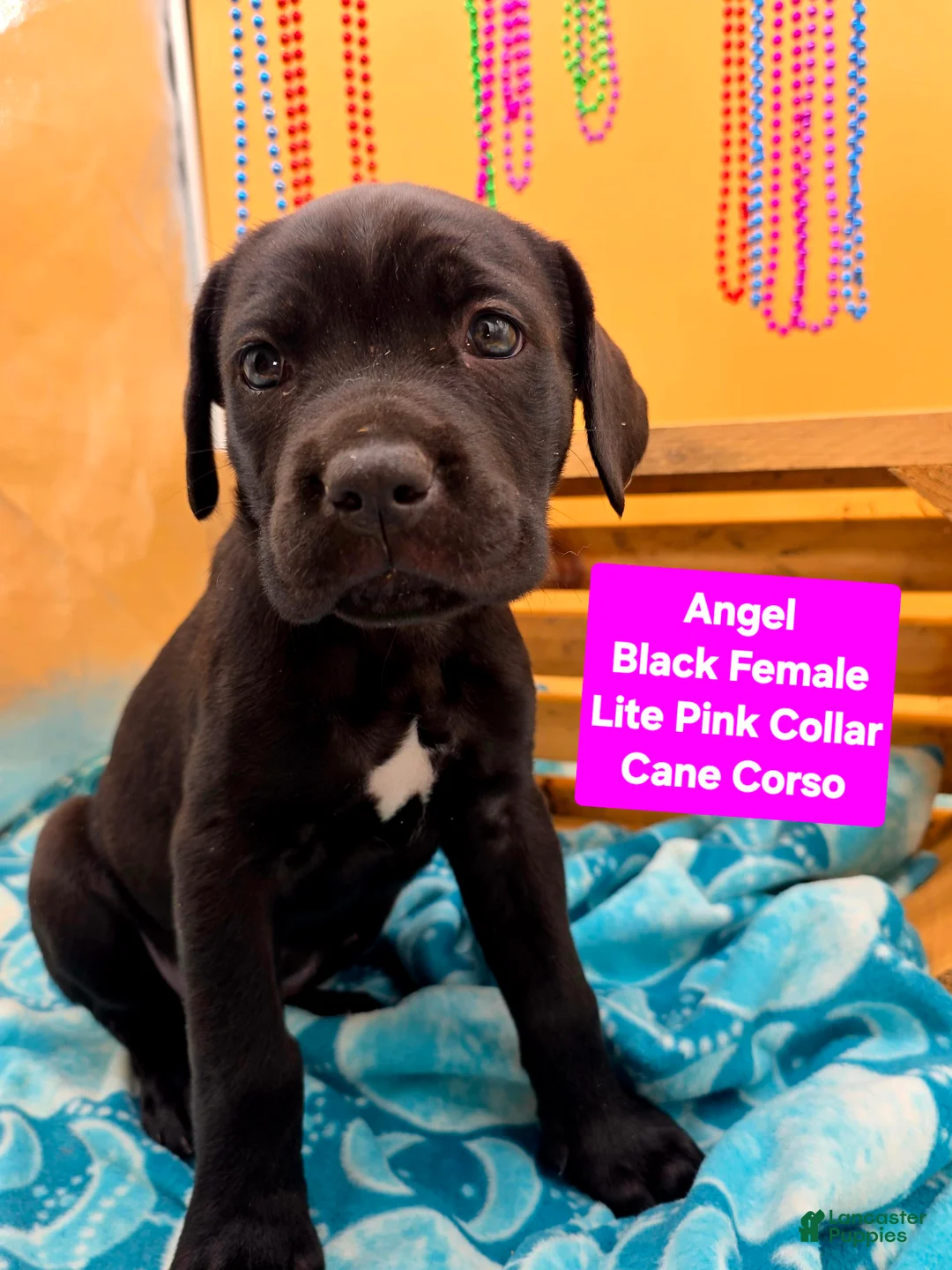 Cane Corso dogs for sale: Angel  - Ad 1