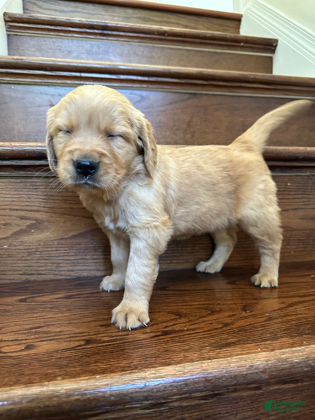 Golden Retriever dogs for sale: Eve - Ad 11