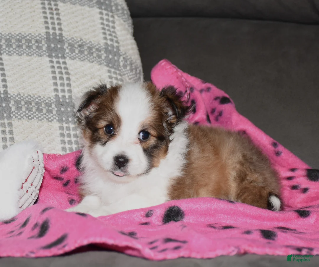 Shetland Sheepdog dogs for sale: Zalli - Ad 3