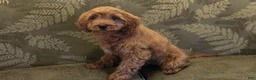 Cavapoo dogs for sale: Allie - Ad 1