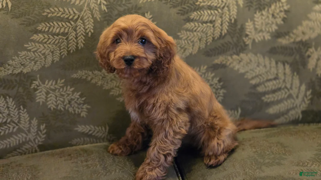 Cavapoo dogs for sale: Allie - Ad 1