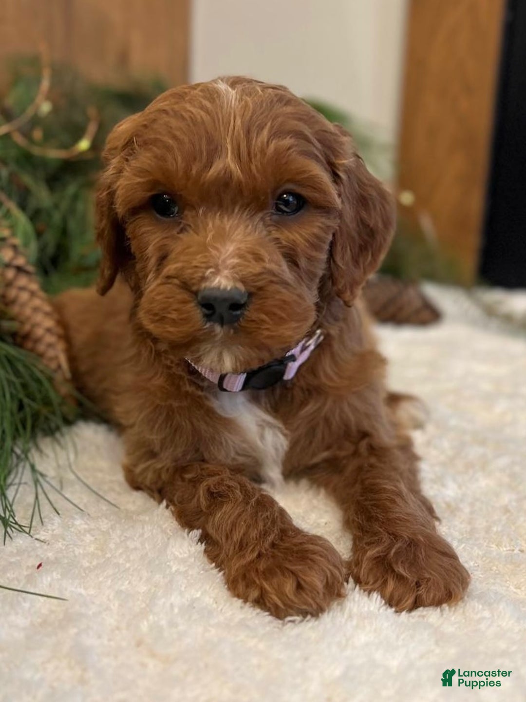 Irish Doodle dogs for sale: Ellie - Ad 1