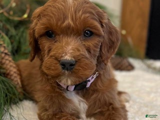 Irish Doodle dogs Ellie - Ad 10