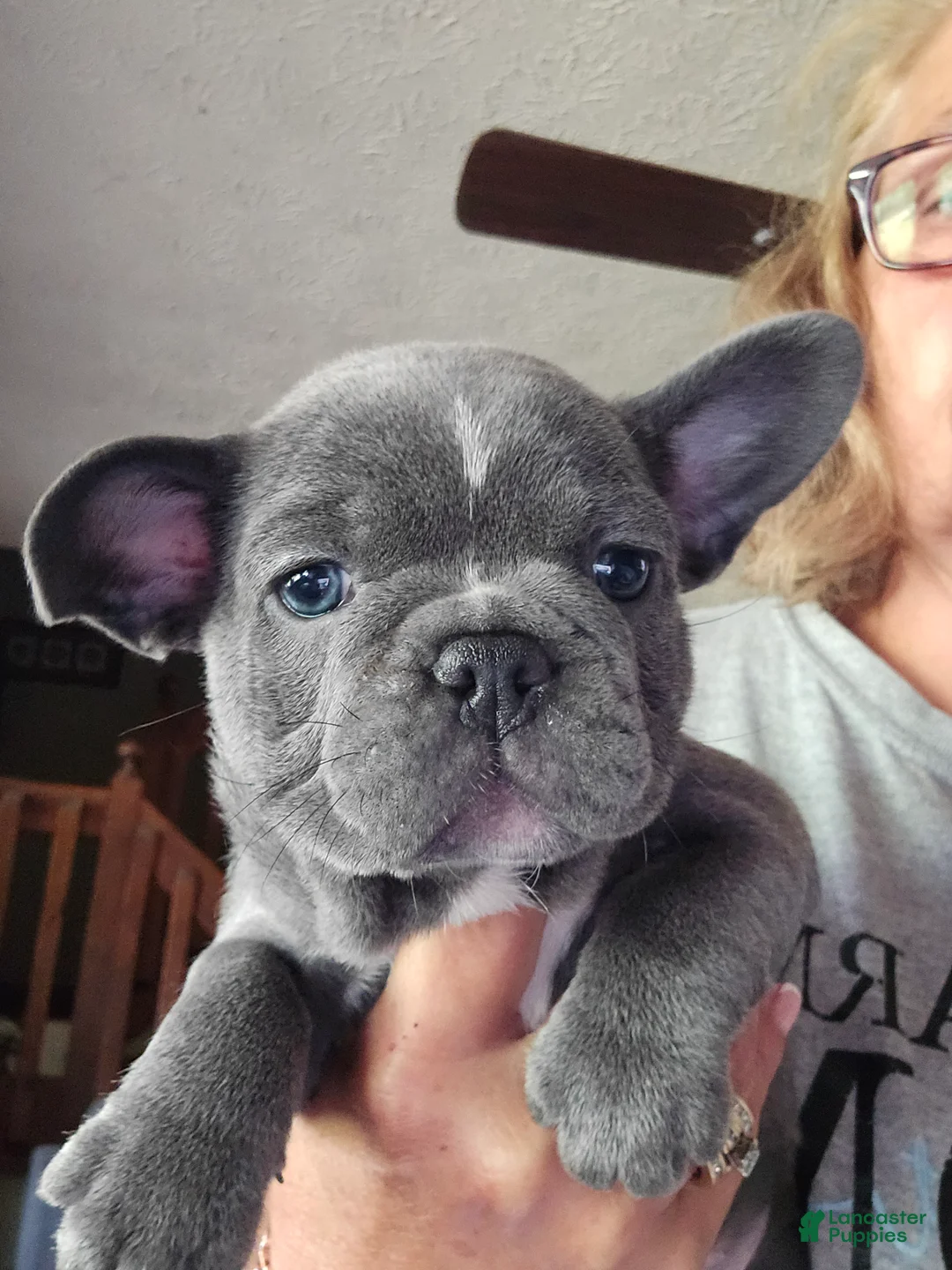Mixed Breed dogs for sale: Mixed Breed Puppy 1 - Ad 1