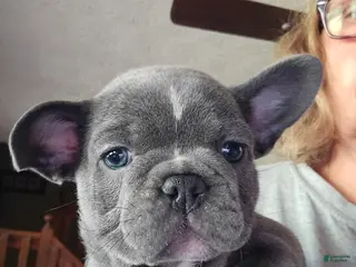 Mixed Breed dogs for sale: Mixed Breed Puppy 1 - Ad 1