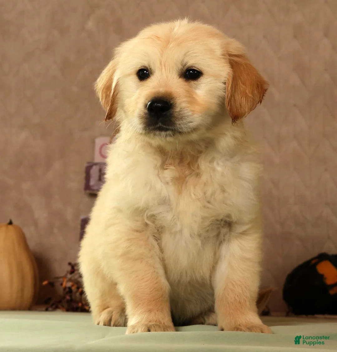 Golden Retriever dogs for sale: Simon - Ad 2