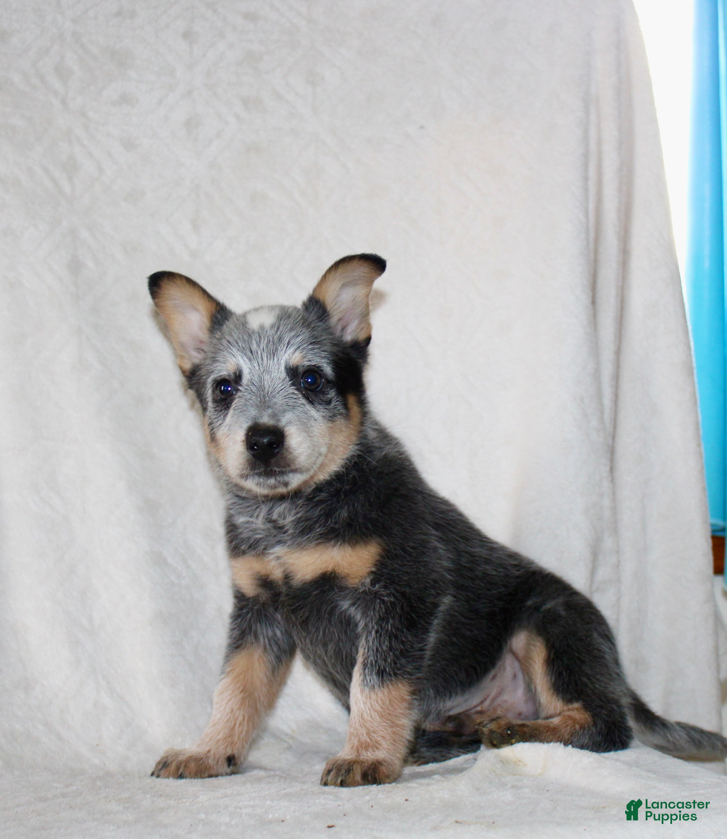 Australian Cattle Dog dogs Drew - Ad 1