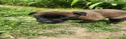Belgian Malinois dogs for sale: Kodiak (Black) - Ad 2
